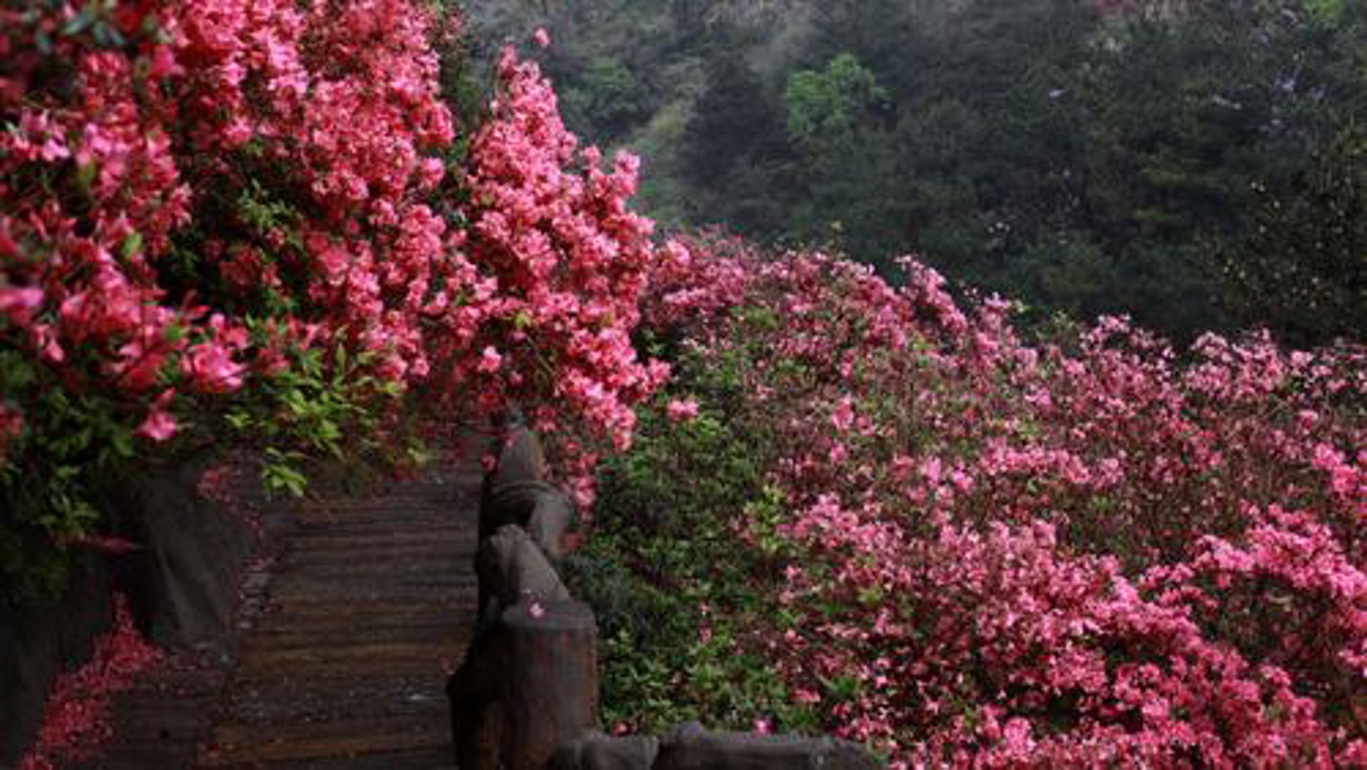 春辉鲜花
